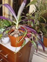 Лот: 21369068. Фото: 2. Растение фиолетовый рео традесканция... Комнатные растения и уход