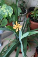 Лот: 4213455. Фото: 2. Беламканда китайская (леопардовая... Семена, рассада, садовые растения