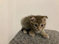 Лот: 18335551. Фото: 3. Шотландский котёнок. Растения и животные