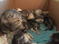 Лот: 6908473. Фото: 7. Котята мраморные шотландские прямоухие...