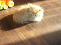 Лот: 4601153. Фото: 6. Отдам пушистого котенка! Ходит...