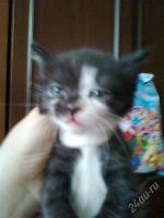 Лот: 747103. Фото: 2. Отдам котят в хорошие руки!. Животные и уход