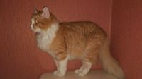 Лот: 9877526. Фото: 5. Кошка Рыжольда