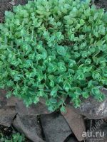 Лот: 2839438. Фото: 3. очитки (седумы). Для дачи, дома, огорода, бани, парка