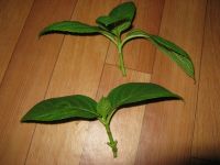 Лот: 5700173. Фото: 2. гортензия. голубая. черенок. Комнатные растения и уход