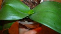 Лот: 6258629. Фото: 3. Орхидея фаленопсис сорт "The Hague... Растения и животные