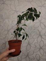 Лот: 25780985. Фото: 2. Фикус Бенджамин. Комнатные растения и уход