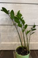 Лот: 25384294. Фото: 4. Замиокулькас. Долларовое растение... Красноярск