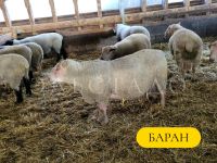 Лот: 19694035. Фото: 13. Красноголовые Шароле Британской...