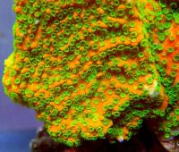 Лот: 16464519. Фото: 2. Монтипора сенсет. Аквариумистика