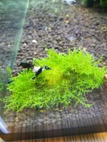 Лот: 8052810. Фото: 6. Креветки King-Kong Shrimp.