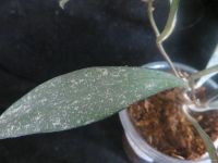 Лот: 13595725. Фото: 3. Хойя Hoya parviflora splach. Растения и животные