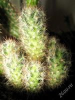 Лот: 908011. Фото: 2. Мини сад из кактусов=). Комнатные растения и уход