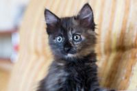 Лот: 7721959. Фото: 4. Котёнок. Красноярск