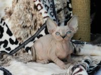 Лот: 6056657. Фото: 5. Срочно малыши Канадского сфинкса...