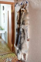 Лот: 6067046. Фото: 2. Шкура Волка. Охота