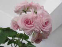 Лот: 12521920. Фото: 5. Пеларгония Lady Gertrude ( Иви-гибрид...