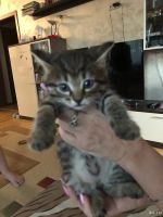 Лот: 18033268. Фото: 4. Котята ищут дом. Красноярск