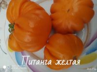 Лот: 18154713. Фото: 2. семена томата питанга. Семена, рассада, садовые растения