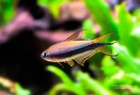 Лот: 6747395. Фото: 3. королевская тетра (Nematobrycon... Растения и животные