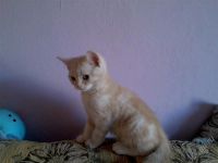 Лот: 2739047. Фото: 2. Британцы (котята). Животные и уход