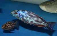 Лот: 16202673. Фото: 2. Хаплохромис полистигма (Haplochromis... Аквариумистика