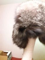 Лот: 10814871. Фото: 6. Шапка ушанка чернобурка