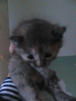 Лот: 3073343. Фото: 2. котята - подкидыши. Животные и уход