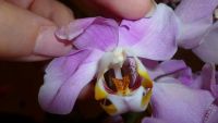 Лот: 5167368. Фото: 5. орхидея фаленопсис 04( отцвела...
