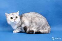 Лот: 5210116. Фото: 6. Шикарный британский котенок,девочка...