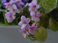 Лот: 11912432. Фото: 4. Узамбарские фиалки. Красноярск