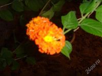 Лот: 526048. Фото: 2. Лантана ! 40 см. в горшочке. Комнатные растения и уход