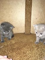Лот: 11459571. Фото: 2. Британские котята. Животные и уход