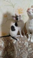 Лот: 15708587. Фото: 2. Котенок корниш-рекс. Животные и уход