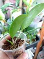 Лот: 18308921. Фото: 7. Орхидея каттлея Lc. Sagarik Wax