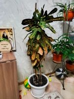 Лот: 25784022. Фото: 3. Кротон 140см живое растение. Растения и животные