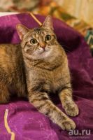 Лот: 7193786. Фото: 2. Грустная история кошечки. Ищем... Животные и уход