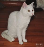 Лот: 8748139. Фото: 2. Белая кошечка Жужа, 8 мес. Животные и уход