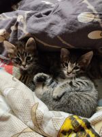 Лот: 24667278. Фото: 3. Котята. Растения и животные