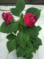 Лот: 2965770. Фото: 6. Бальзамин Burgundy Rose цветущий...