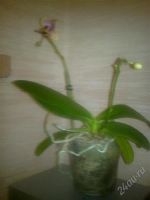 Лот: 763343. Фото: 2. орхидея фаленопсис мини отцвела... Комнатные растения и уход