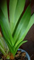Лот: 5852384. Фото: 7. орхидея Мильтония (Miltonia)-отцвела