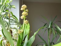 Лот: 17421045. Фото: 3. Растение макушка драцены-цветущий... Растения и животные
