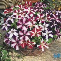 Лот: 5492764. Фото: 6. Петуния ампельная Баскин Роббинз...