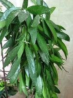 Лот: 19078042. Фото: 5. Хойя изящная (hoya gracilis),два...