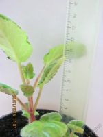 Лот: 5888574. Фото: 4. глоксиния. Красноярск