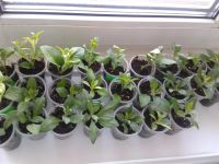 Лот: 3877536. Фото: 4. Петуния по типу сурфиния Diamond... Красноярск