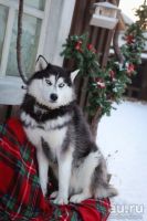 Лот: 9711215. Фото: 11. Коттедж "Мана-Хаски" Манский плес...