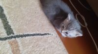 Лот: 16037412. Фото: 5. Котята шотландские