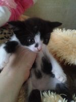 Лот: 11632737. Фото: 2. Котёнок мальчишка. Животные и уход